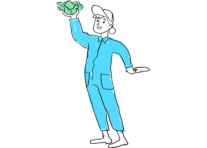 Illustration of a person holding freshly harvested cabbage.