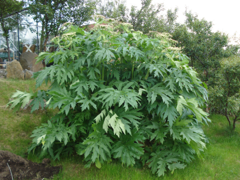 Giant hogweed