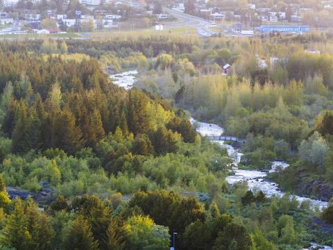 Aerial view of trees and a river.