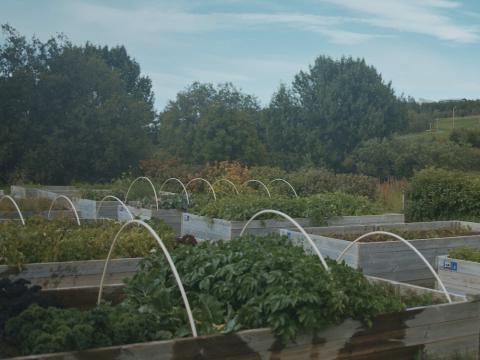 Vegetable gardens