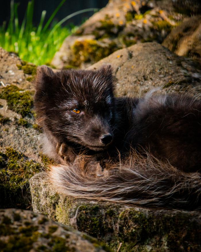 Photo of arctic fox at the zoo
