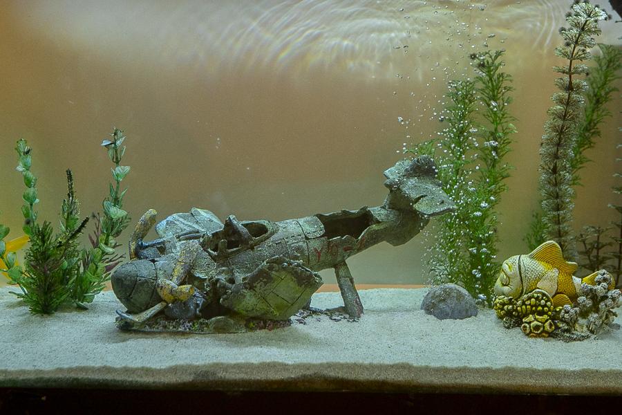 Fish tank at Bakkaborg.