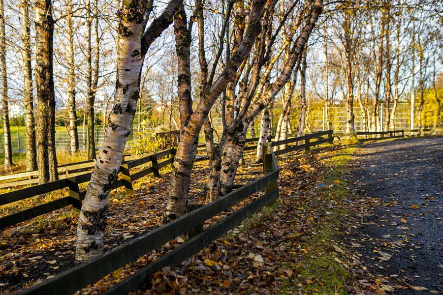Trees on the Funaborg grounds.