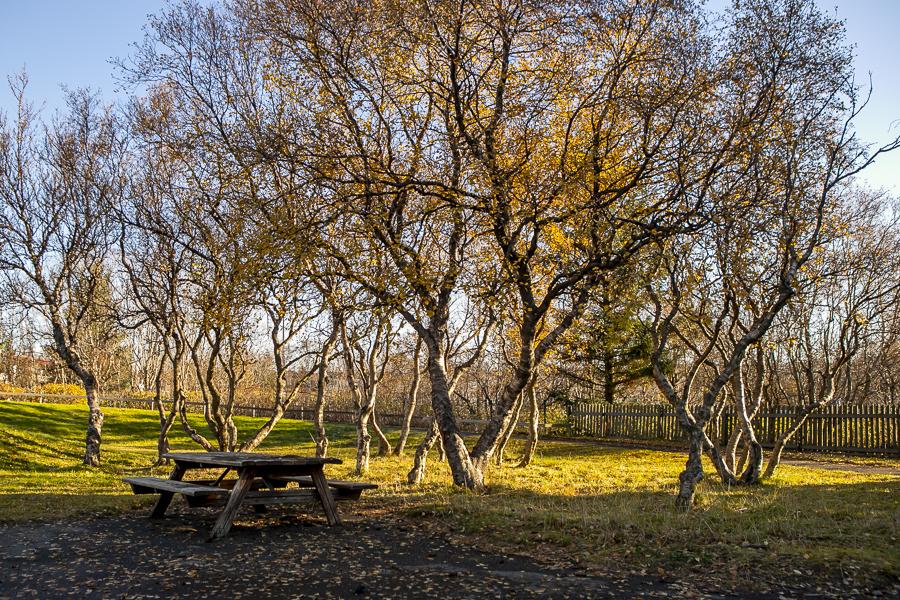 Tree and bench on Rofaborg's grounds.