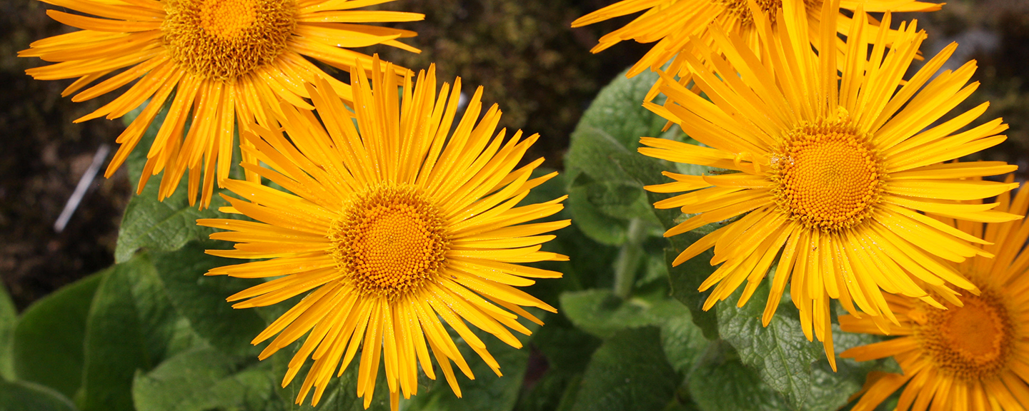 Yellow flowers at the Botanic Garden